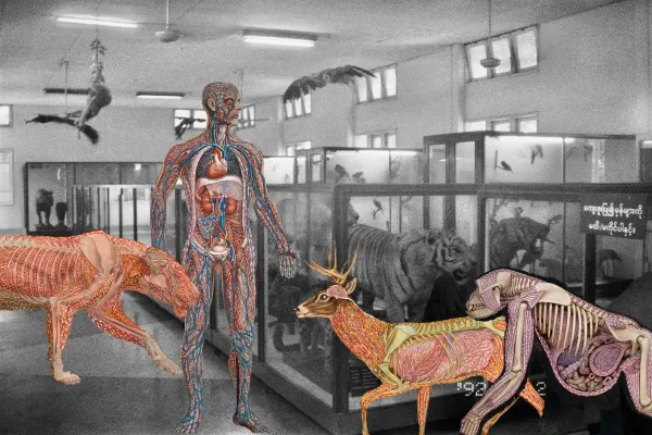 Myanmar Anatomy by Prapat Jiwarangsan