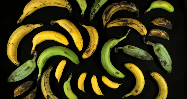 Banana Soup by Geena Gasser
