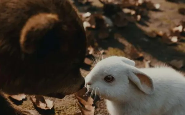 White Hare by Inkyu Jee