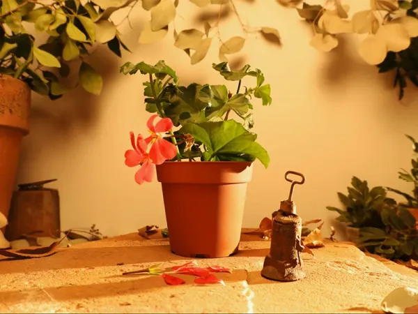 Flower by Carolyn Gair