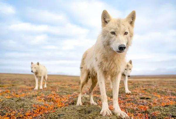 Disneynature’s Wolf: an immersive experience