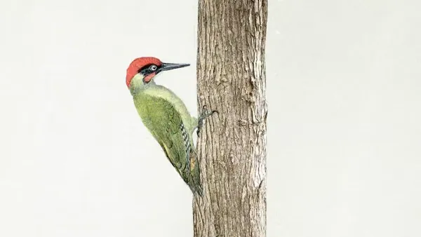 Picus by Frédéric Doazan