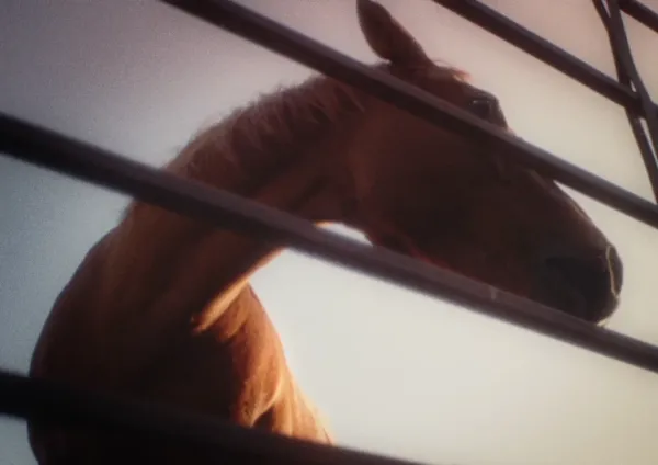 The Horse Brothers by Milos Mitrovic, Fabian Velasco